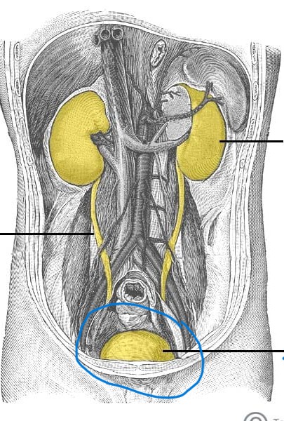 <p>a muscular sac that stores urine before it is excreted from the body. </p>