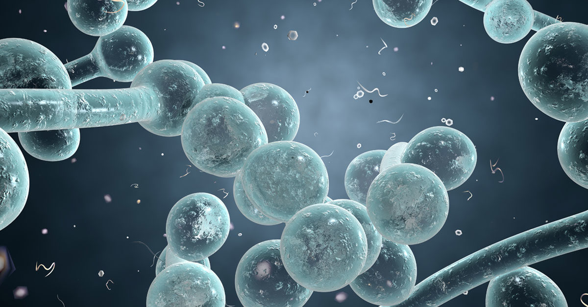 <p>How do biofilm formations help with candida albicans with virulence?</p>