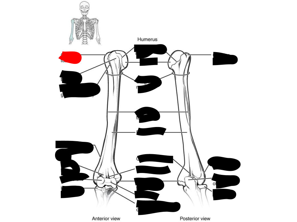 <p>humerus</p>