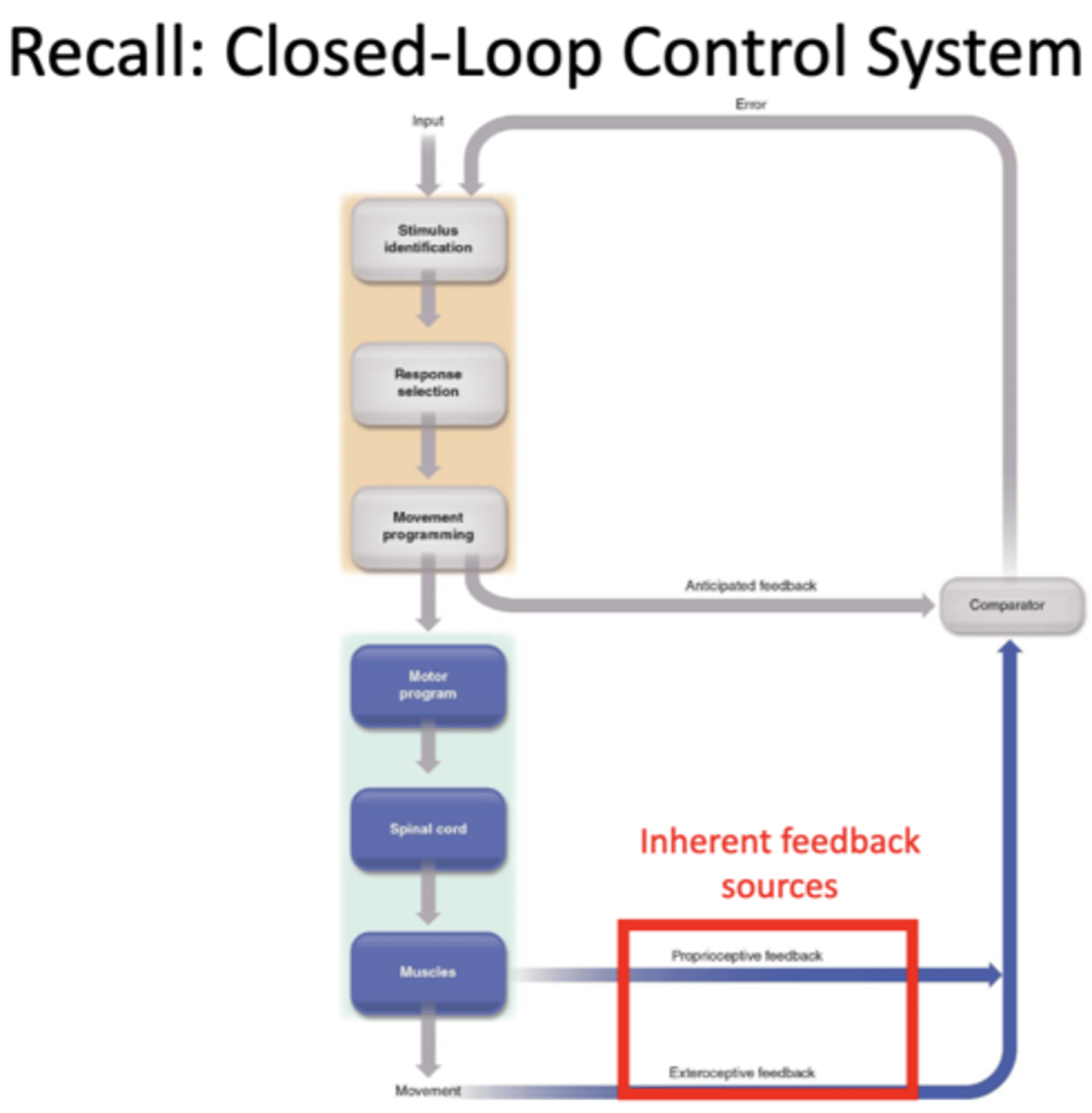 <p>proprioceptive and exteroceptive feedback</p>
