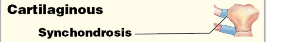 
1.  Synchondrosis
2. Synarthrosis 