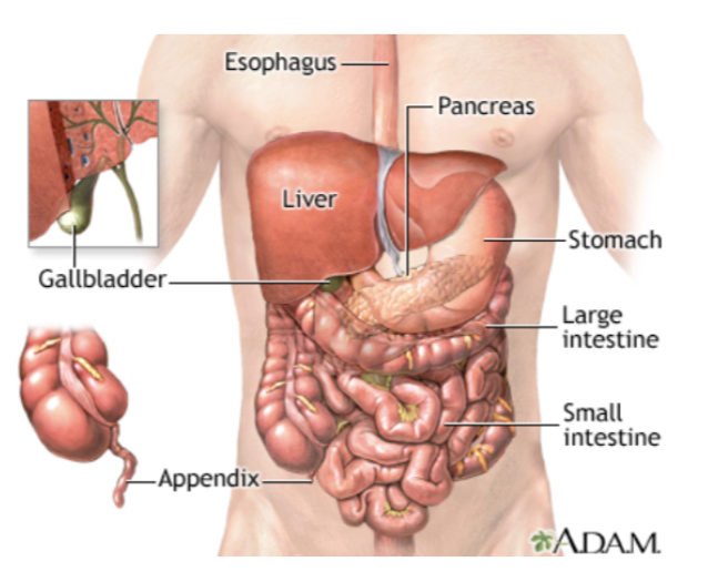 <ul><li><p><span style="background-color: transparent;">Liver</span></p></li></ul><ul><li><p><span style="background-color: transparent;">Kidneys</span></p></li><li><p><span style="background-color: transparent;">Stomach</span></p></li><li><p><span style="background-color: transparent;">Intestines</span></p></li><li><p><span style="background-color: transparent;">Spleen</span></p></li><li><p><span style="background-color: transparent;">Pancreas</span></p></li><li><p><span style="background-color: transparent;">Adrenal glands</span></p></li></ul><p></p>
