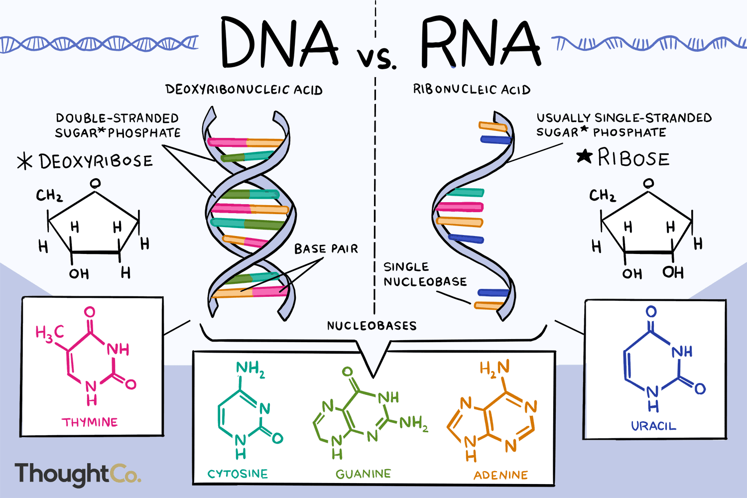 <p>Both are nucleic acids formed through condensation of nucleotides. Both DNA and RNA have a sugar-phosphate backbone.<br><br><strong>RNA</strong><br>ribose<br>single stranded<br>nitrogenous bases A, G, C, U<br>Complementary paring A-U, C-G<br><br><strong>DNA</strong><br>deoxyribose<br>double stranded<br>nitrogenous bases A, G, C, T<br>Complementary pairing A-T, C-G</p>