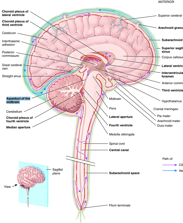 <p>narrow channel in midbran connecting the 3rd ventricle to the 4th ventricle, facilitating flow of CSF</p>
