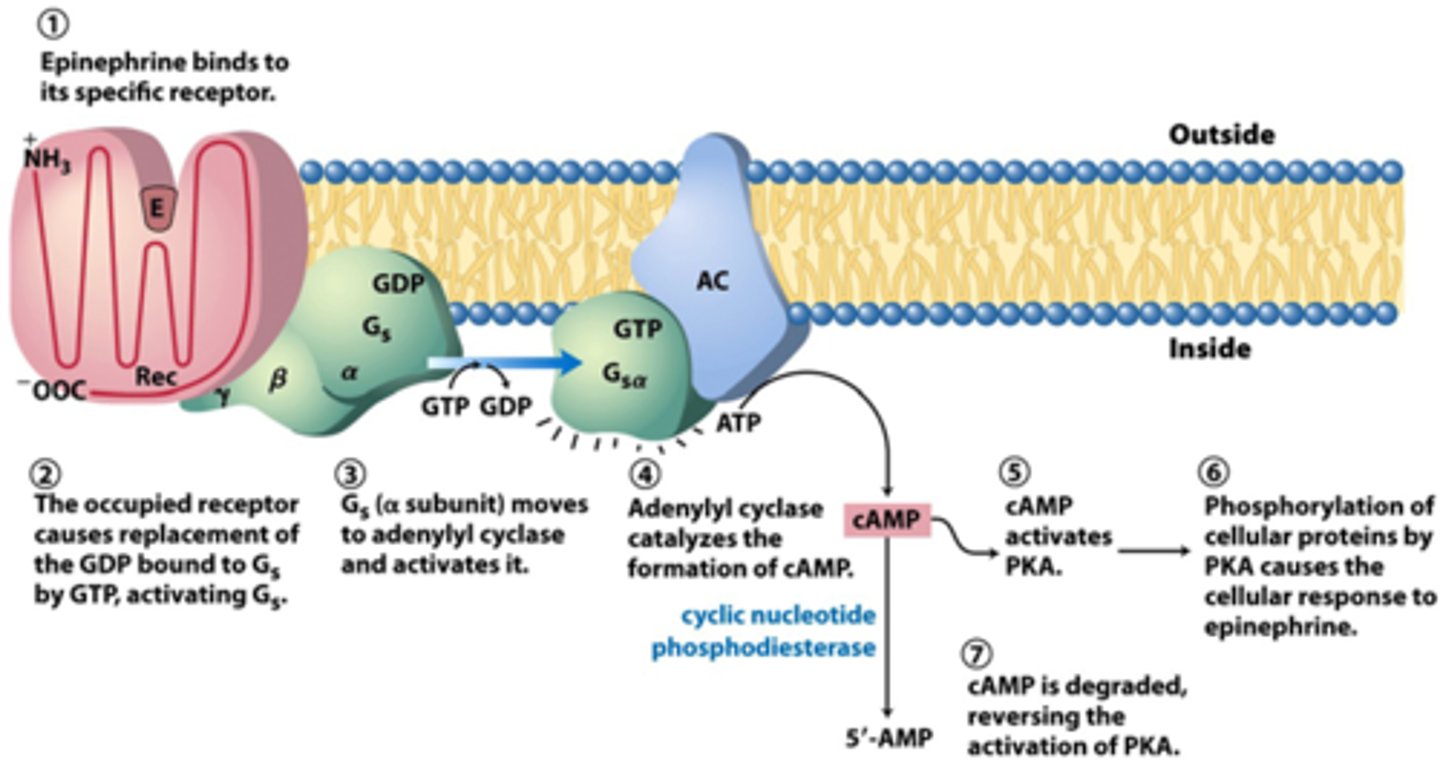 <p>inhibitory decreases cAMP</p><p>stimulatory increases cAMP via adenylyl cyclase</p>