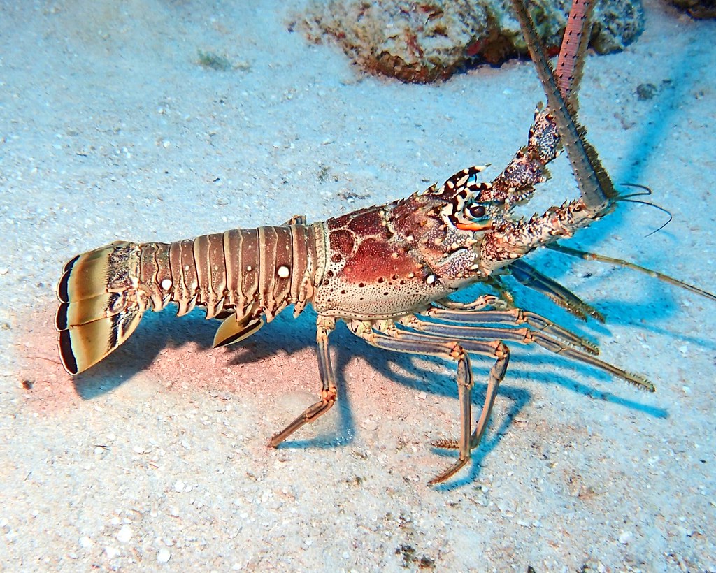 <p>like lobster but with long spines…</p>