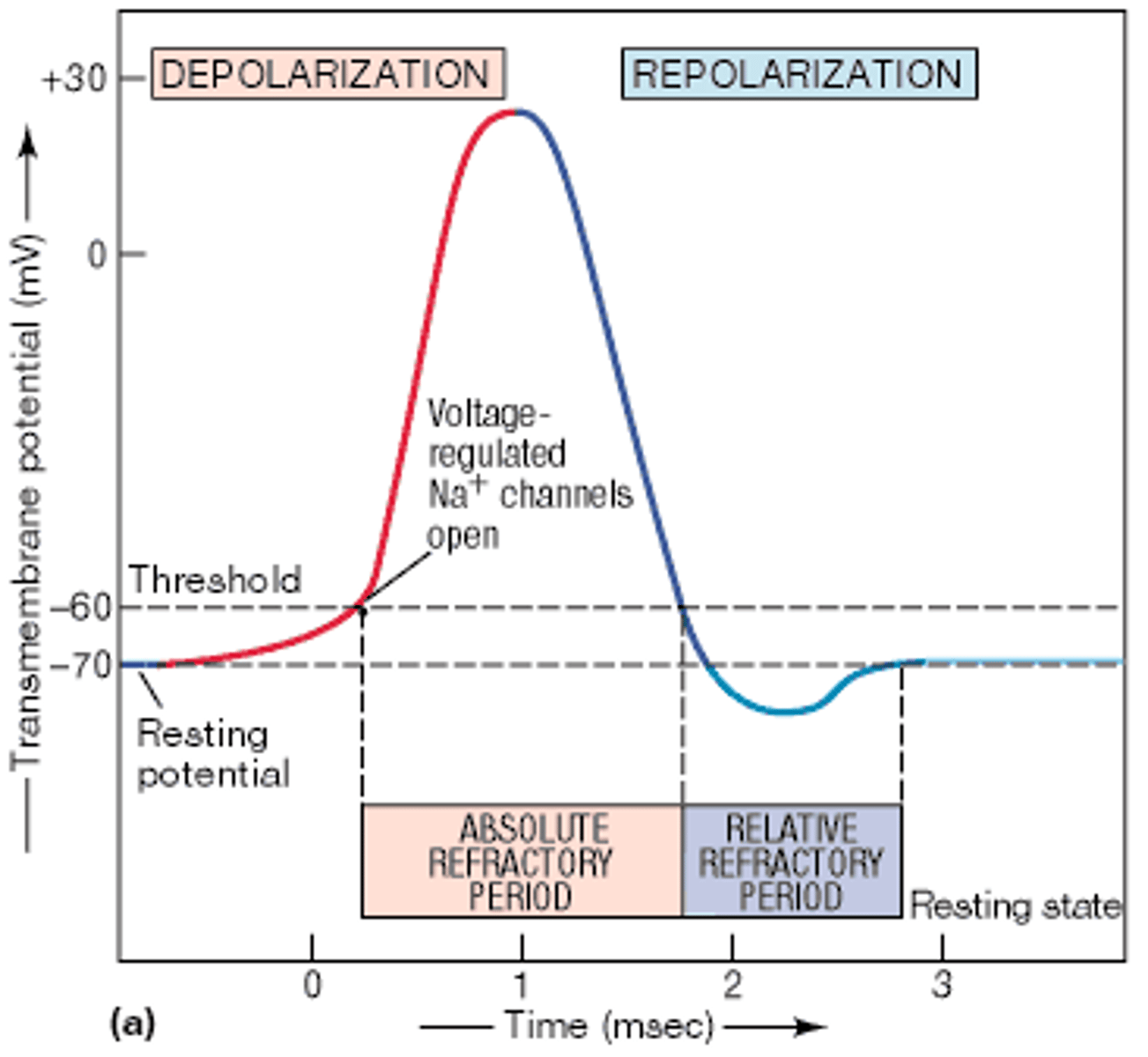<p>stimulus must trigger the AP past its threshold, but does not</p><p>increase the intensity or speed of the response (flush the</p><p>toilet)</p>