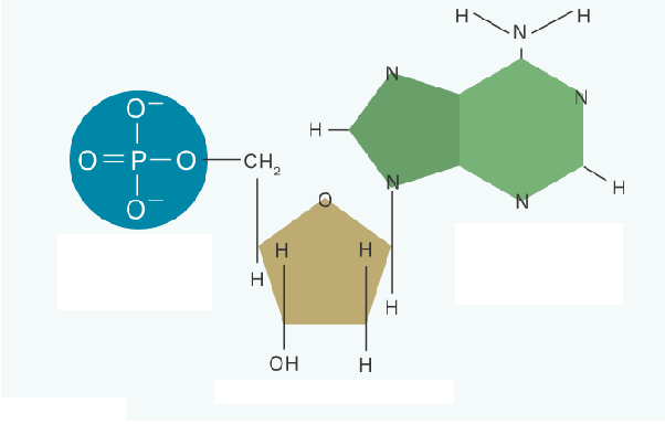 <p class="MsoNormal">Nucleotide</p>