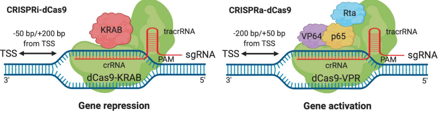 <p>plasmid used to alter genome but can be engineered to remove nuclease activity to add regulatory activity</p><p>less specific than zinc fingers; but easier to deliver</p>