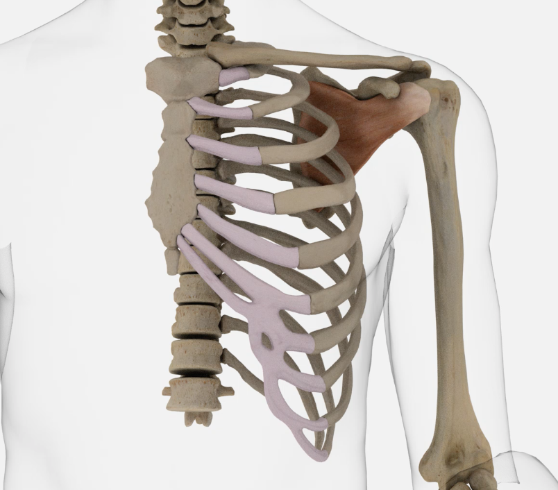 <p>A large muscle located on the anterior surface of the scapula. It plays a key role in shoulder internal rotation and stabilization of the shoulder joint. </p>