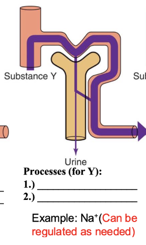 <p>processes for Y</p>