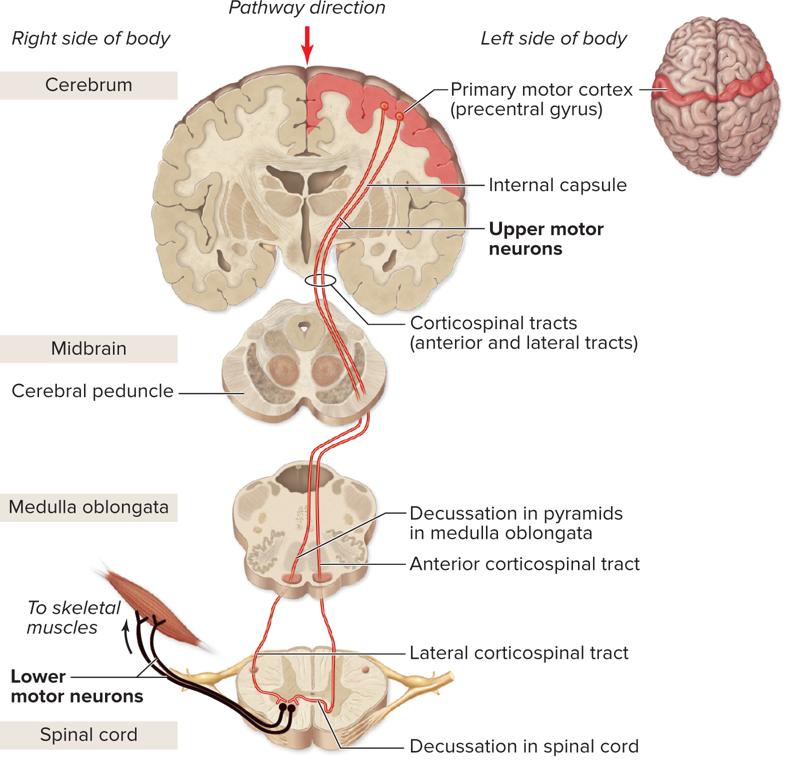 <p>Motor Pathways: Descending Control of Skeletal Muscle</p>