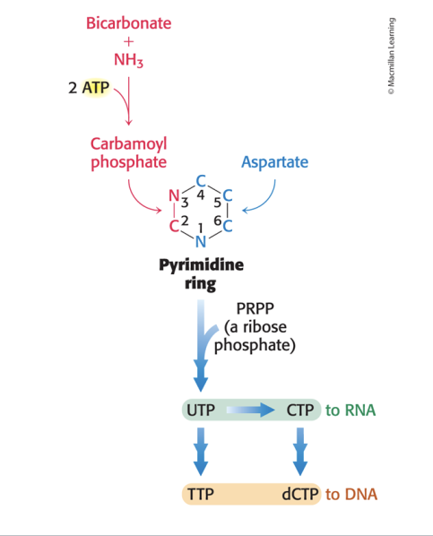<p>assembled de novo from <strong>CO2, ammonia, aspartate</strong></p><ul><li><p>pyrimidine rings are assembled from <strong>bicarbonate, aspartate and ammonia</strong></p></li><li><p><strong>glutamate</strong> often serves as <strong>ammonia donor</strong></p></li></ul><p></p>