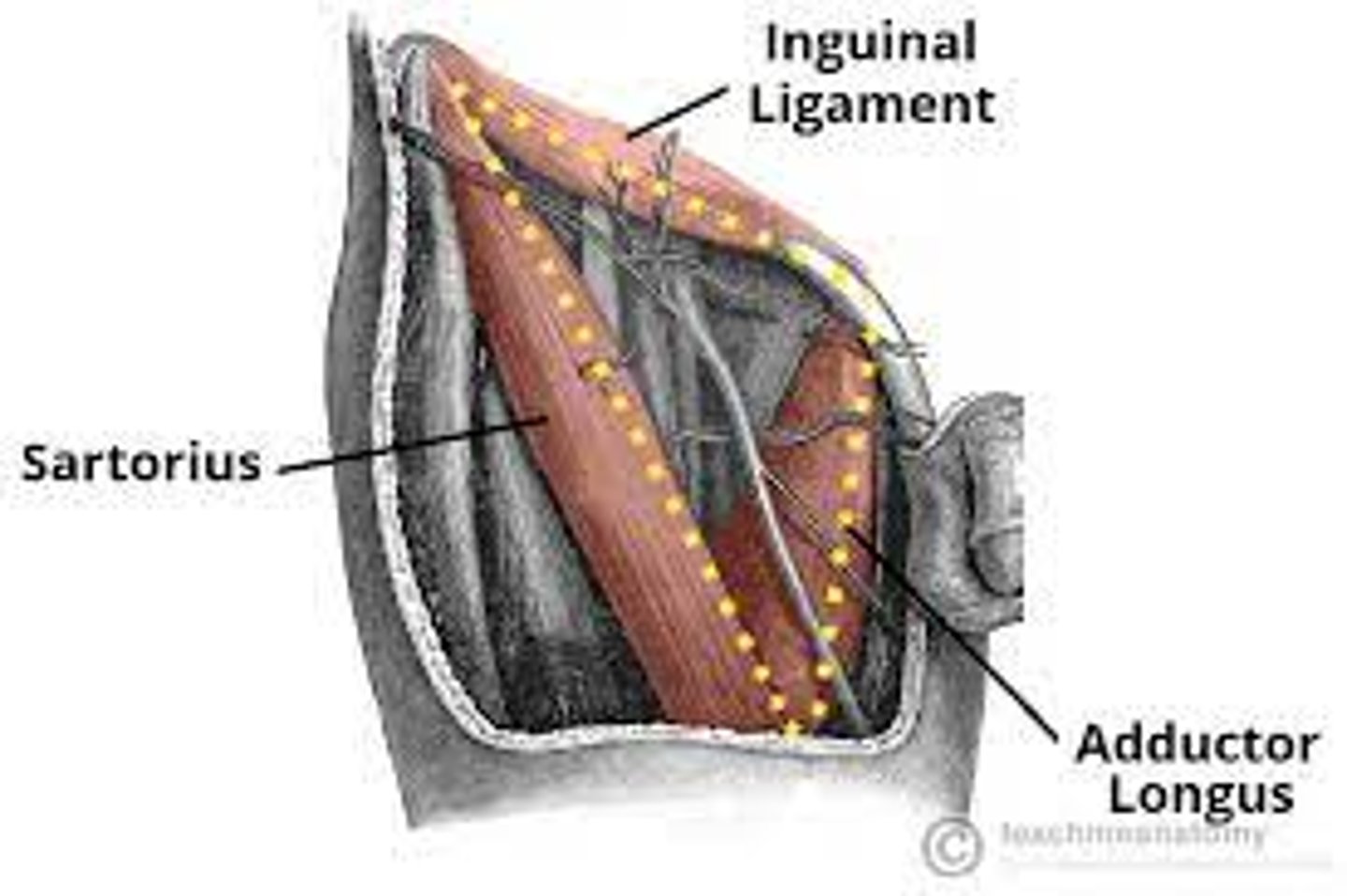 <p>adductor longus</p>