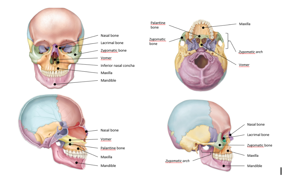 <p>-nasal bones</p><p>-lacrimal bones</p><p>-zygomatic bone</p><p>-palatine bones</p><p>-maxilla</p><p>-inferior nasal concha</p>