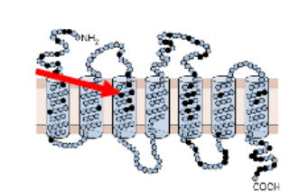 <ul><li><p>ORs are part of 7TM G-protein coupled receptor family </p></li><li><p>genomi studies show that the OR gene family is large and highly diverse- mammals have 100-1000 OR genes </p></li><li><p>each OR gene encodes a receptor that can bind different odour molecules </p></li><li><p>transmembrane regions contain amino acids (variable residues) that form the binding pocket for odour molecules </p></li><li><p>this means humans and animals can detect a huge variety of odours and each OR has a unique odour-binding specificity </p></li></ul><p></p>