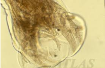 <p>What is the genus species and segment of this parasite?</p>