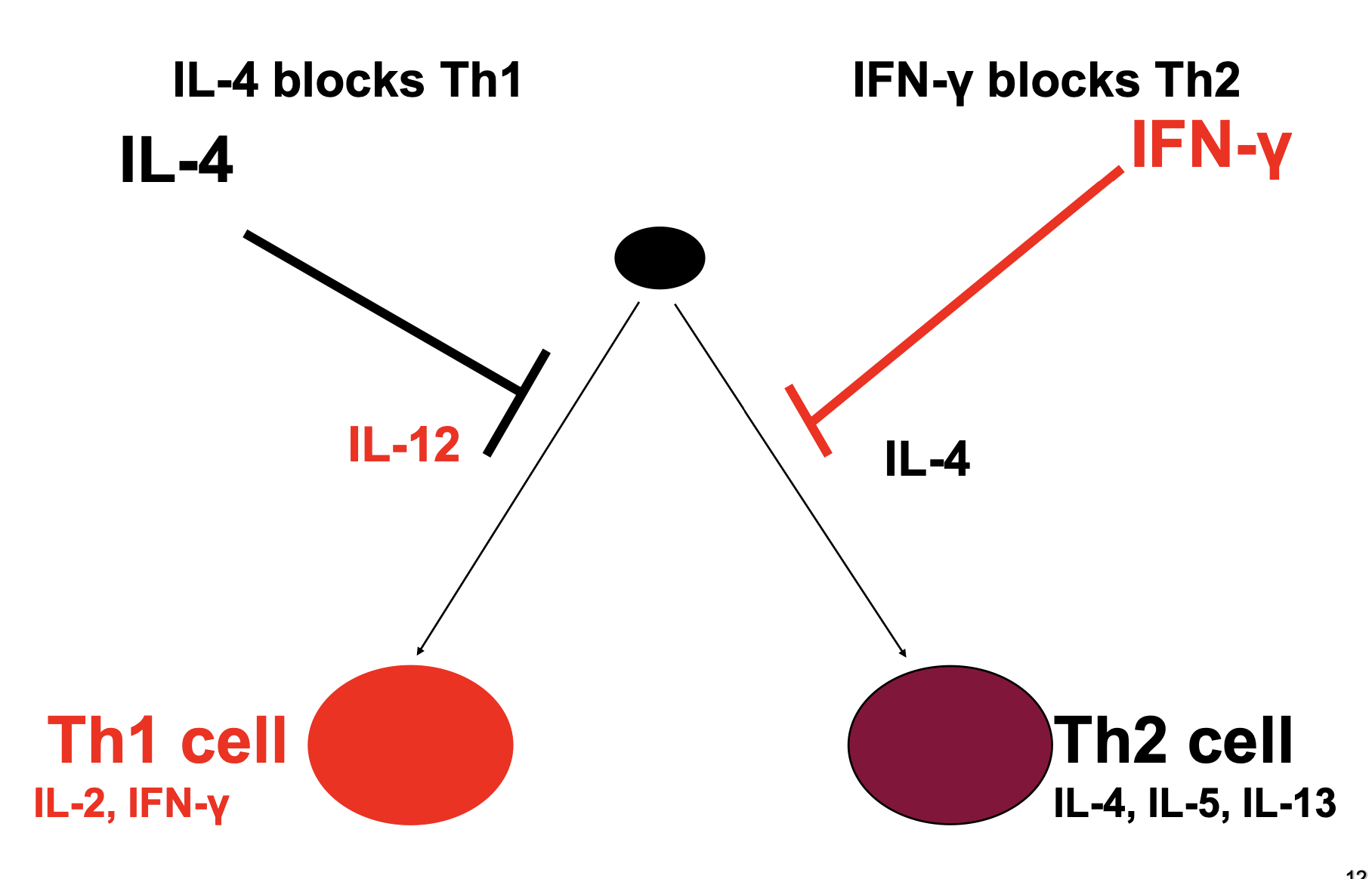 <p><strong>Th1 Cytokines</strong> (e.g., <strong>IFN-γ</strong>):</p><p class="p2">•<span> </span><strong>IFN-γ</strong>, produced by Th1 cells, is a potent inhibitor of Th2 differentiation. It suppresses the expression of the <strong>GATA3</strong>transcription factor, which is crucial for Th2 differentiation.</p><p class="p2">•<span> </span><strong>IFN-γ</strong> also inhibits the production of <strong>IL-4</strong>, a key cytokine for Th2 polarization, thereby blocking the promotion of Th2 responses.</p><p class="p1">•<span> </span><strong>Th2 Cytokines</strong> (e.g., <strong>IL-4</strong>):</p><p class="p2">•<span> </span><strong>IL-4</strong>, the hallmark cytokine of Th2 cells, promotes the differentiation of Th2 cells by activating <strong>GATA3</strong>, the transcription factor that drives Th2 differentiation.</p><p class="p2">•<span> </span><strong>IL-4</strong> also suppresses the expression of <strong>T-bet</strong>, the transcription factor essential for Th1 differentiation, thereby inhibiting Th1 responses.</p>
