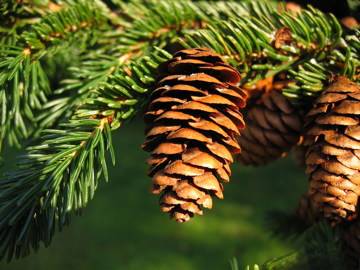 <ul><li><p>shade tol, rocky uplands, shallow soils</p></li><li><p>needles: spiky, shiny, mid length</p></li><li><p>twigs: red / orange, fine hairs</p></li><li><p>bark: dark purple / red</p></li><li><p>repro: cones, stiff, notched scales</p></li></ul>