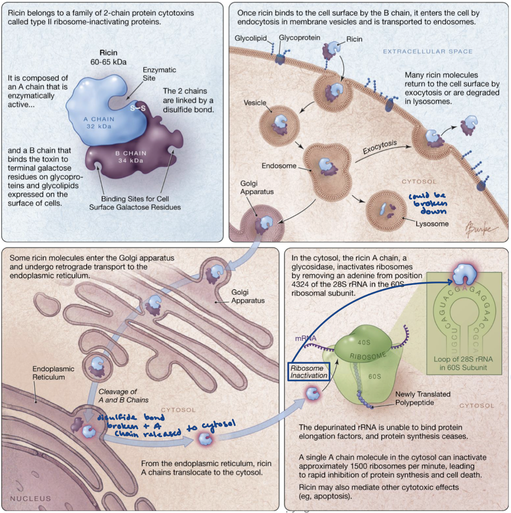 <p>The B cahin binds the surface receptor and is endocytosed. It is either degraded in the lysosome or brought to the Golgi where it travels to the ER. The ER is where the disulfide bond is broken and the A chain is released to the cytosol. In the cytosol, the A chain cleaves adenine from a nucleotide in 28S rRNA (on the 60S subunit) that is crucial for binding EF-2. This blocks the ribosome from functioning and from protein synthesis.</p>
