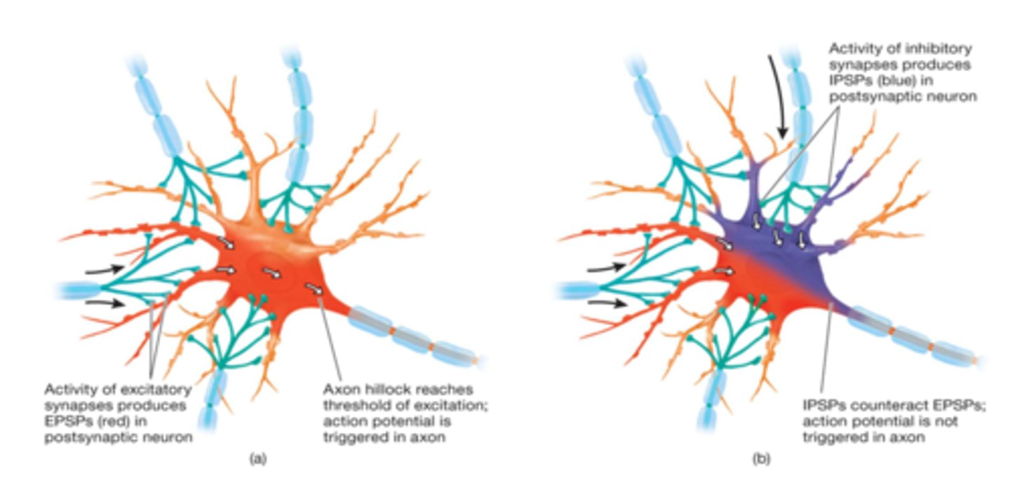 <p>- balancing act</p><p>- more excitatory or more inhibitory? (this determines whether axons fire or not).</p><p>cell is constantly integrating signals, determining above</p>