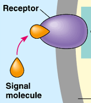 <p>first step of cell signaling</p><ul><li><p>detection of signal molecule coming from outside cell</p></li></ul><p></p>