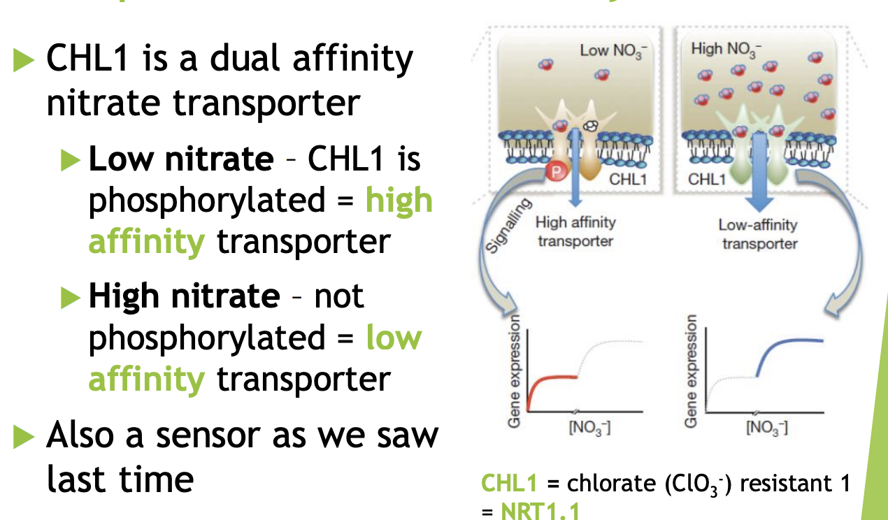 <p>Operates as</p><ul><li><p>nitrate sensor</p></li><li><p>regulates nitrate induced gene expression</p></li></ul><p></p>