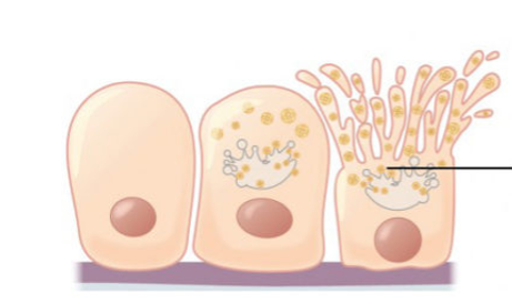 <p>what is the mechanism of sebaceous glands</p>