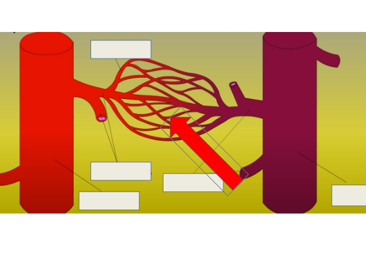 <p>where blood transfers nutrients, oxygen, and waste to tissues and organs</p>