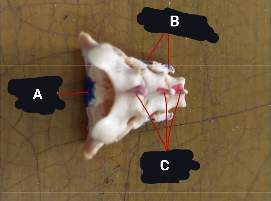 <p>Cat’s Sacrum</p>