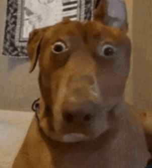 <p>What is the extra processing the pre-mRNA in eukaryotes goes through?</p>