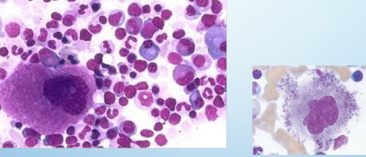 <p>megakaryocytes</p>