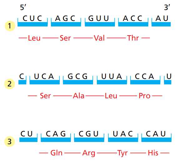 <p>3 reading frames.</p>