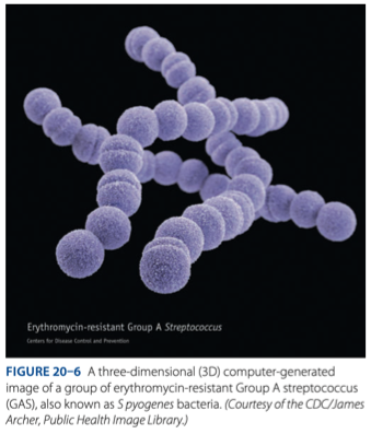 <p>Group A Streptococci       </p>