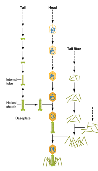 <p>T4 Phage Assembly</p>