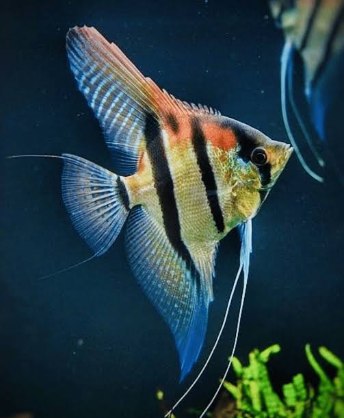 <p>Order Cichliformes</p>