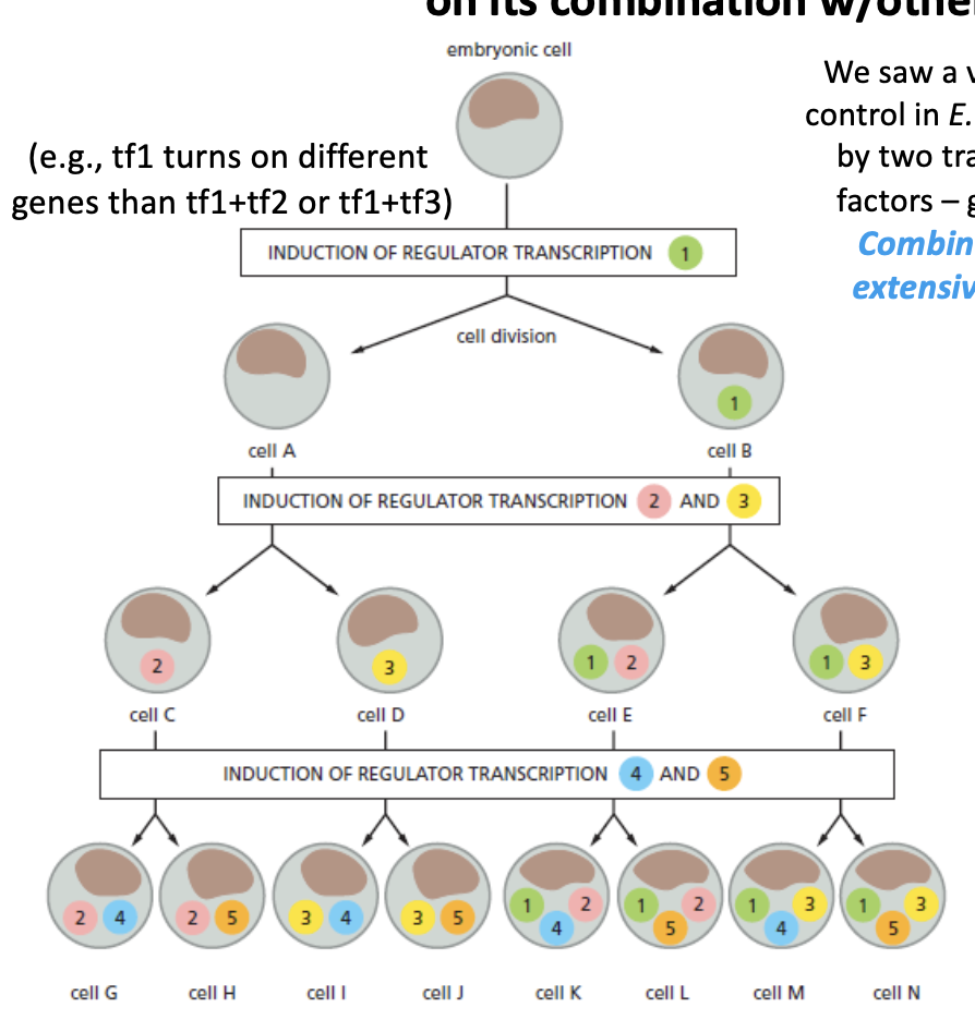 <p>a transcription factor has its effect based on its combination w/ others</p><ul><li><p>much more extensive in multicellular organisms</p></li><li><p>e.g, E.coli — regulation of the lac operon by two transcription factors based on two factors— glucose levels and lactose levels</p></li></ul><p></p>