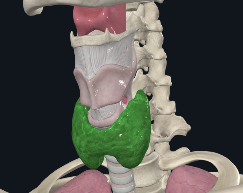 <p>What is highlighted in green</p>