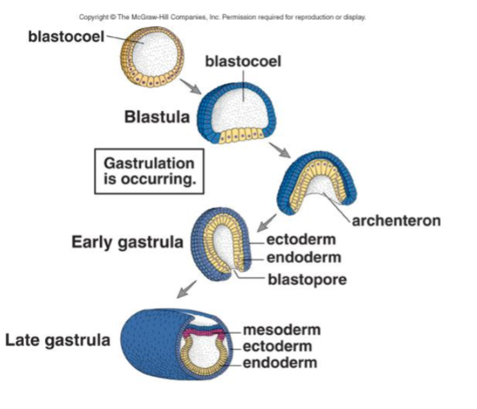 <p>Gastrula </p>