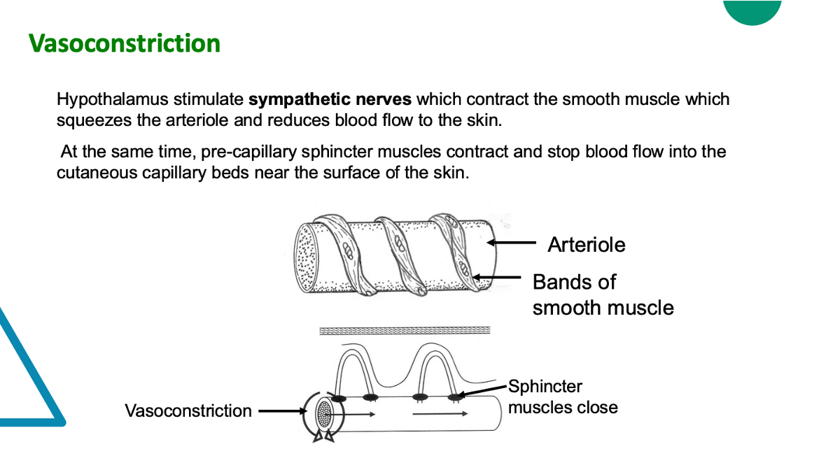 <p>Blood vessels located in the dermis of the skin carry heat to the skin from the core of the body. The diameter of these arterioles is controlled by autonomic nerves. If the diameter of the arterioles is reduced by vasoconstriction,<strong> less blood is transported to the capillaries in the skin and the rate of heat loss decreases</strong></p>
