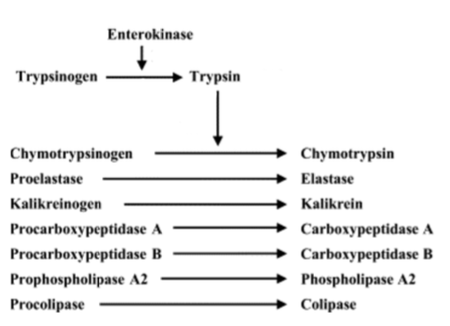 <p>low serum TLI concentrations</p>