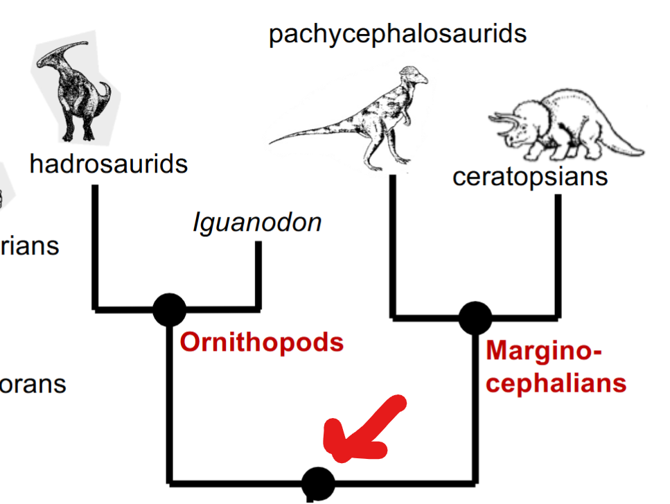 <p>Includes <u>Marginocephalians</u> (Ceratopsians + Pachycephalosaurids) and <u>Ornithopods</u> (Hadrosaurids and relatives)</p><p>Evolutionary Novelty: Diastema (gap between front and back teeth, specialization for herbivory)</p>