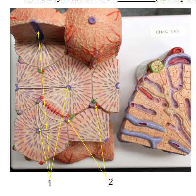 name the 3 structures found in a hepatic triad