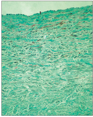 <p>name of histologic slide:</p><p>Specie:</p><p>Parts</p><p>1.__ 2.__ </p><p>Stain Used:</p>