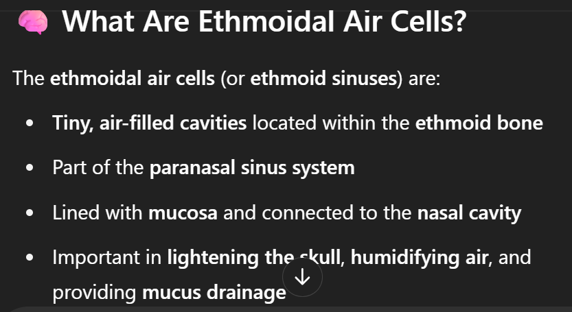 <p>The group of ethmoidal air cells</p>