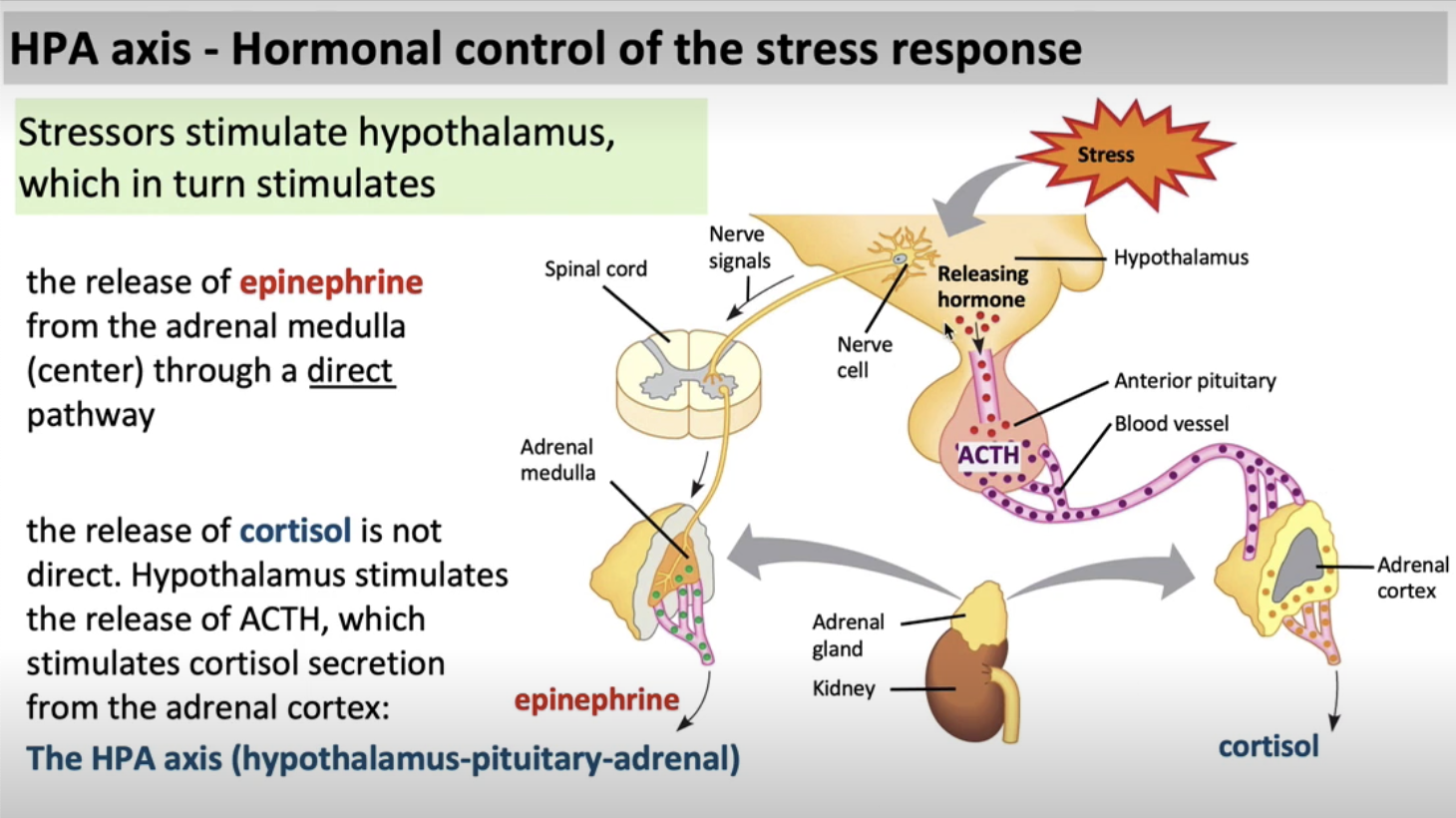 <p><span>Involves the adrenal gland which secretes stress hormones.&nbsp;</span></p><p><span>A stressor (like a rollercoaster) stimulates the hypothalamus, anf that hyptothalamus stimulates the secretion of epinephrine directly.</span></p><p><span>The nerve signal travels through the spinal cord to the adrenal medually and that adrenal meduall is then going to secrete epinephrine.</span></p><p><span>Indirectly, the HPA at the hptohtamlus will stimulates the ACTH from the anterior pitutiatary. ACTH travel through the bloodstream to reach the adrenal cortex, the cortex secretes cortisol. HPA axis included the methods that goes pass the pituitary glands (ACTH) such as the hypothalamus, anterior pituitary, blood vessel, adrenal cortex, and cortisol.</span></p><p><span>Adrenal medulla, spinal cord, nerve signals, and epinephrine goes to the adrenal gland and not the anterior pituitary.</span></p><p><br></p>