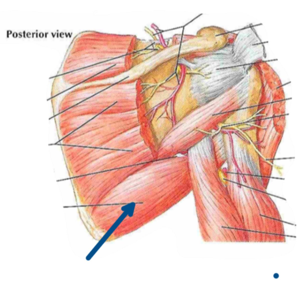 <p>Identify the action of the structure indicated by the arrow</p>