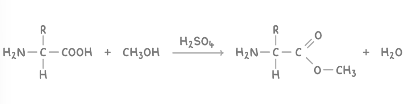 <p><span><strong><span>The carboxyl group is capable of reacting with alcohols to form esters and water, in a reaction catalysed by concentrated H</span></strong></span><strong><sub>2</sub></strong><span><strong><span>SO</span></strong></span><strong><sub>4</sub></strong></p>