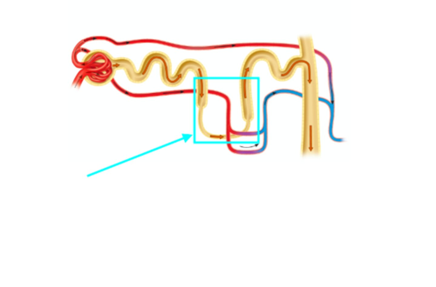<p>What structure of the kidneys is the blue arrow pointing at?</p>