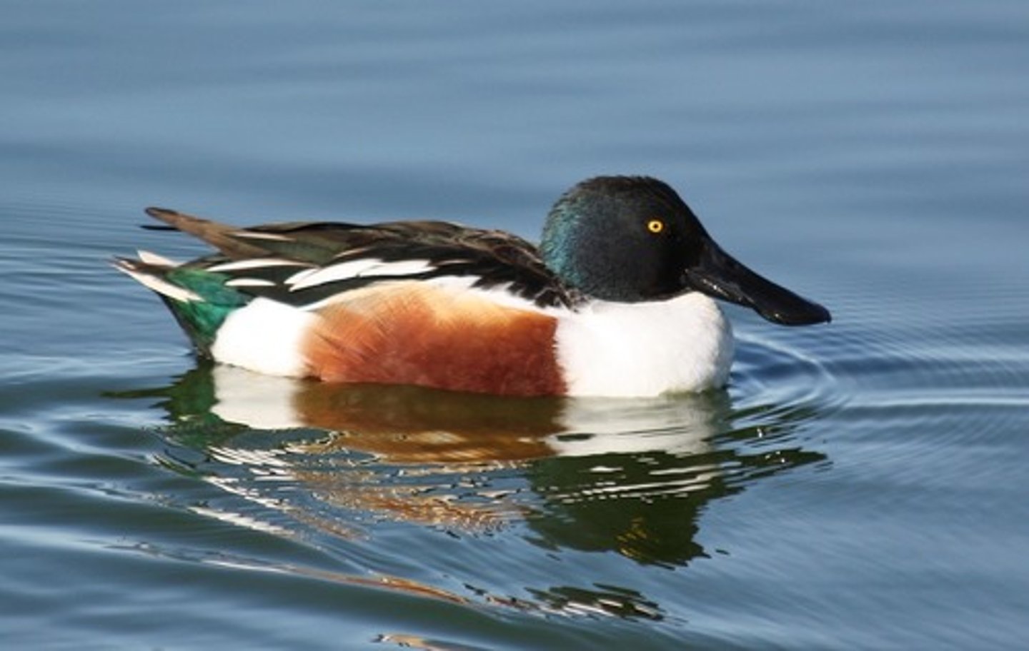 <p>Spatula clypeata</p>